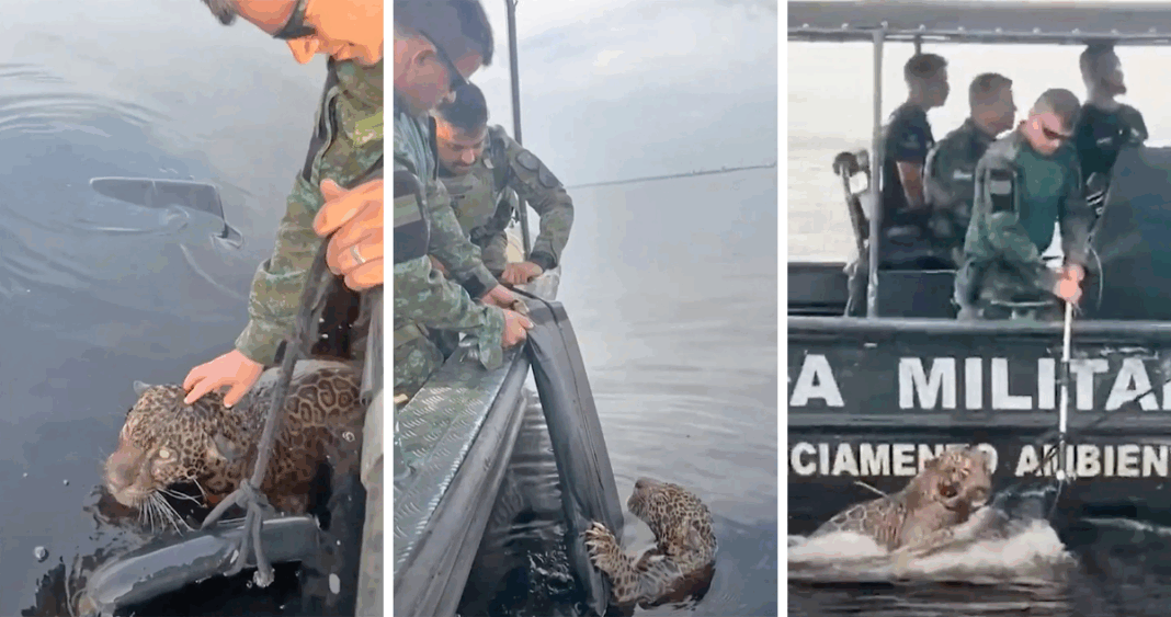 Heroico Rescate de un Jaguar Herido a Balazos en el Corazón del Amazonas