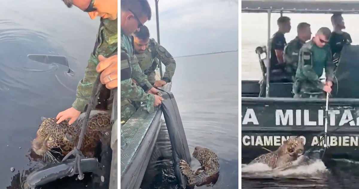 Heroico Rescate de un Jaguar Herido a Balazos en el Corazón del Amazonas