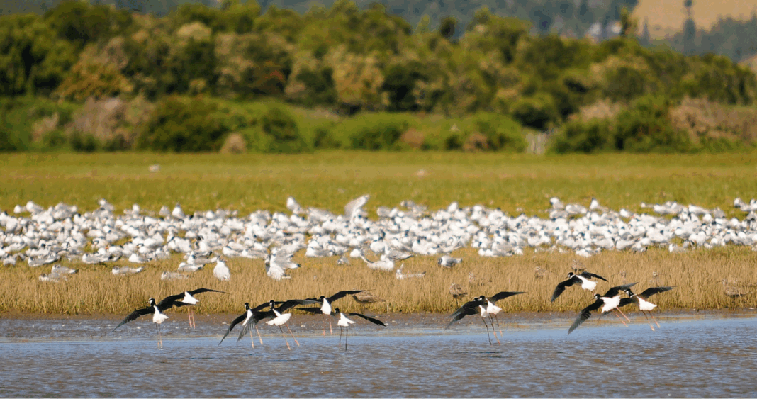 Humedales Urbanos: Avances y Desafíos a 5 Años de su Protección Legal