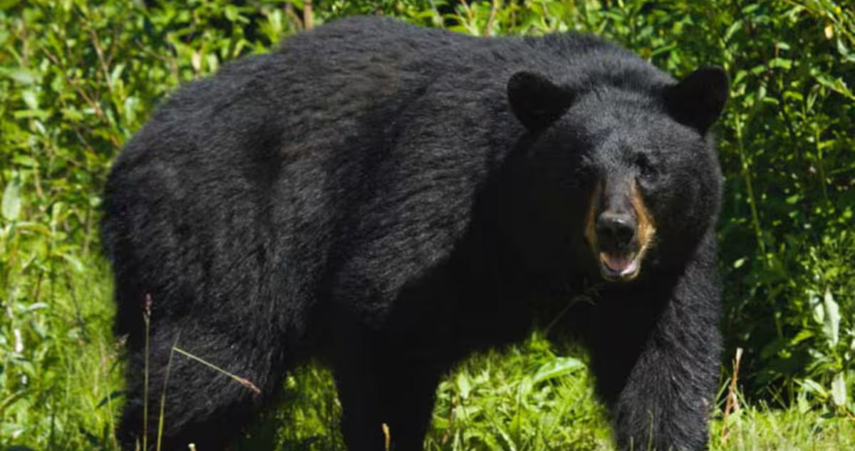 Japón moviliza al Ejército para combatir los mortales ataques de osos a la población