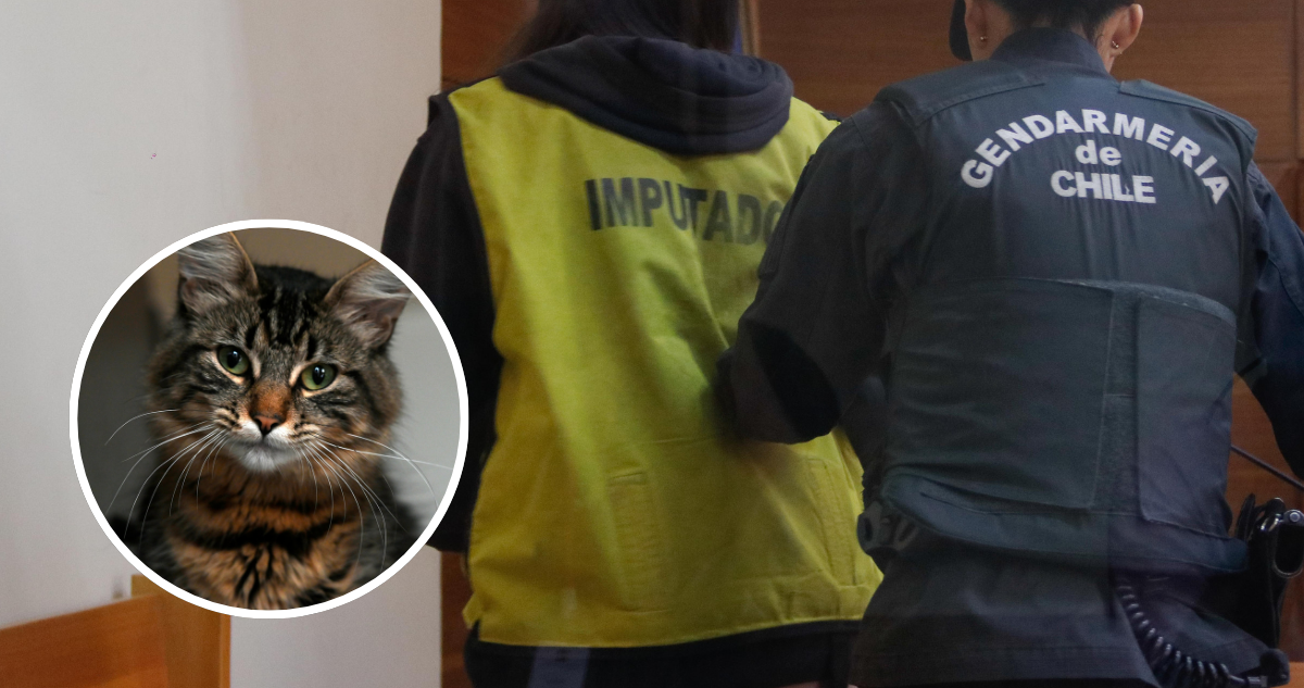 Mujer Formalizada por Amenazar a Ex con Tirar Gatos a la Calle si no Pagaba $3 Millones