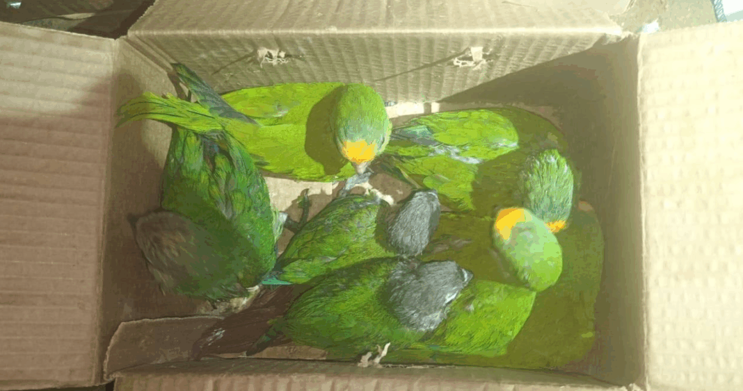 Policía boliviana desarticula red de tráfico de loros y erizos