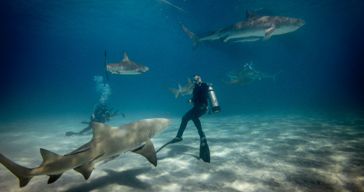 Tiburones 'Inofensivos' Matan a Buceador en Ataque Sorprendente