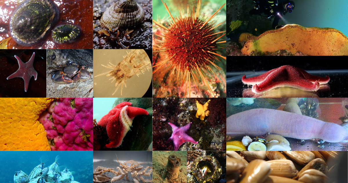 Descubre Cómo Chile Está Mapeando su Biodiversidad Genómica: Vota y Participa