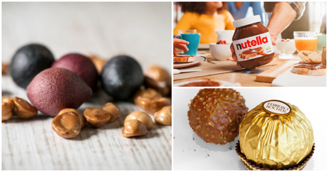 Ferrero Asegura Suministro Global de Avellanas Gracias a Diversificación Estratégica