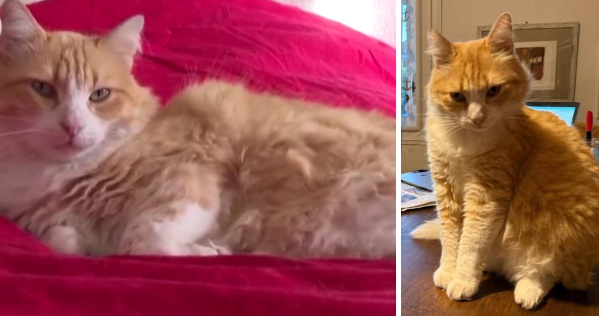 Gato Naranja Encarcelado: Orden Judicial Prohíbe Salir de Casa por Travesuras