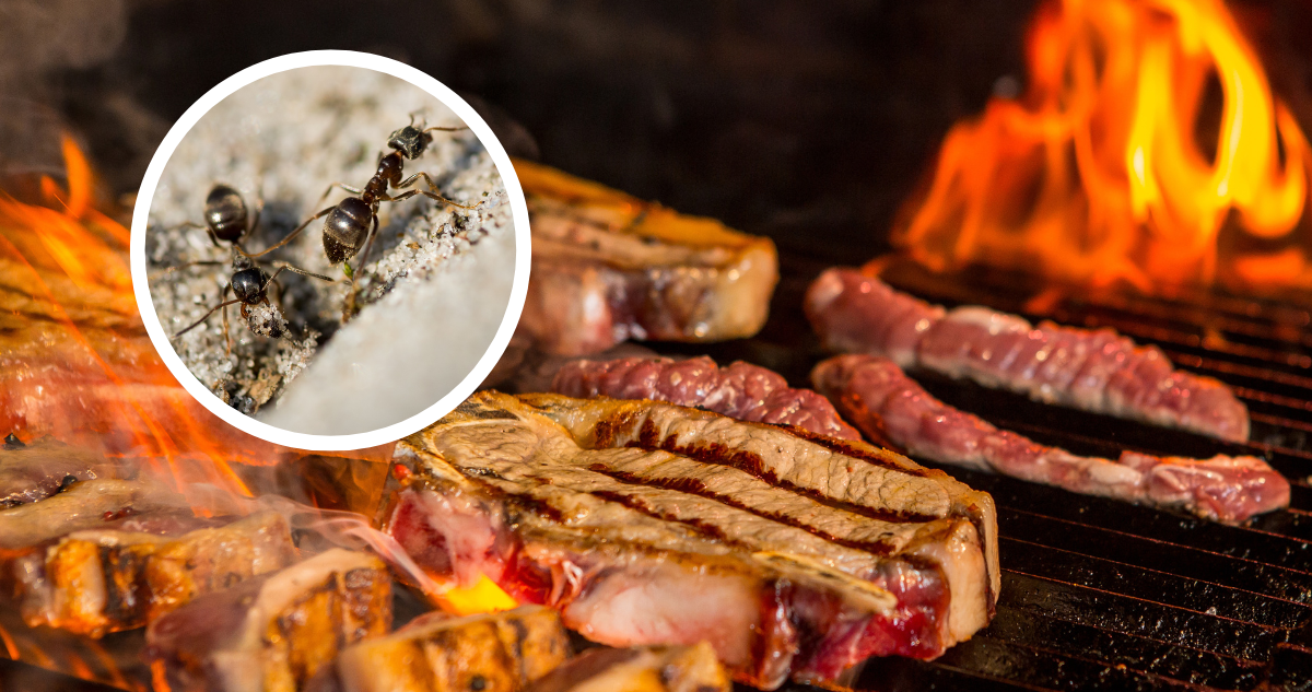 ._temp_Hallaron una Hormiga en su Comida Cómo Reaccionó el Cliente y las Consecuencias Inesperadas Hallaron una Hormiga en su Comida: Cómo Reaccionó el Cliente y las Consecuencias Inesperadas