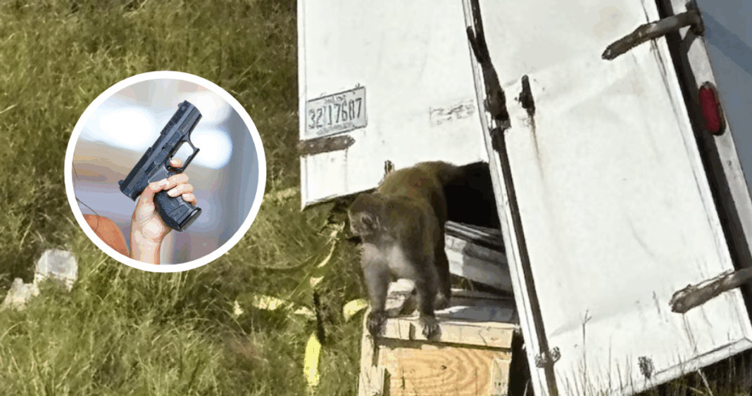 Madre dispara y mata a mono de laboratorio que escapó de camión en EEUU