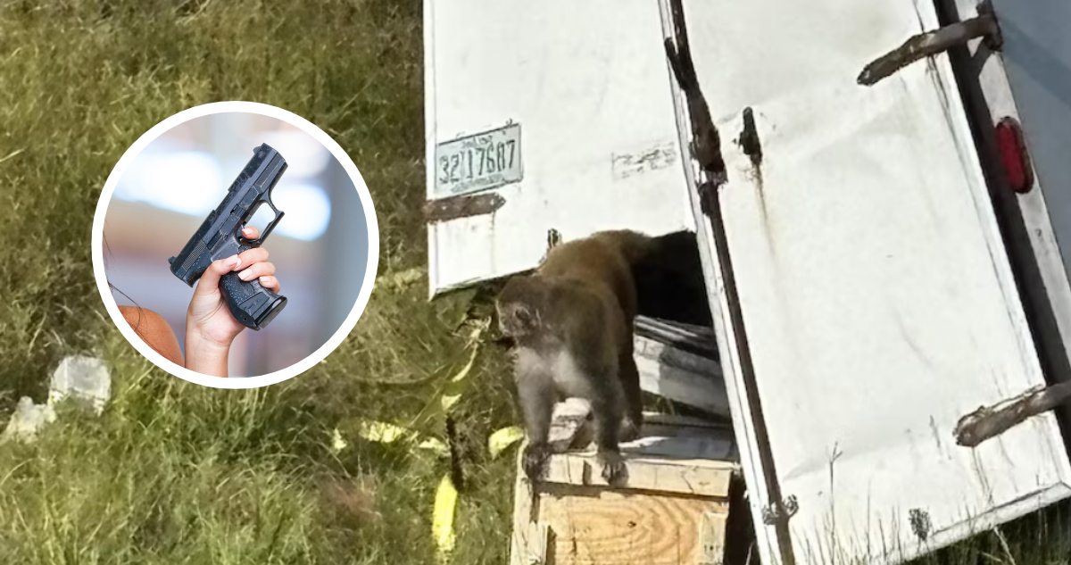 Madre dispara y mata a mono de laboratorio que escapó de camión en EEUU