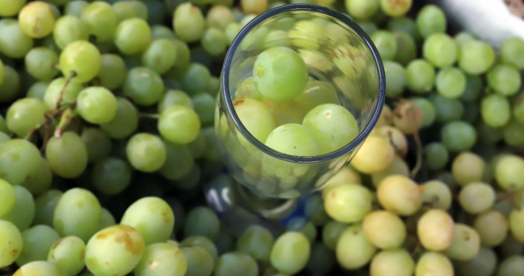 Modernización del Comercio Agrícola entre Chile y Brasil: Certificación Electrónica Impulsa Eficiencia y Seguridad