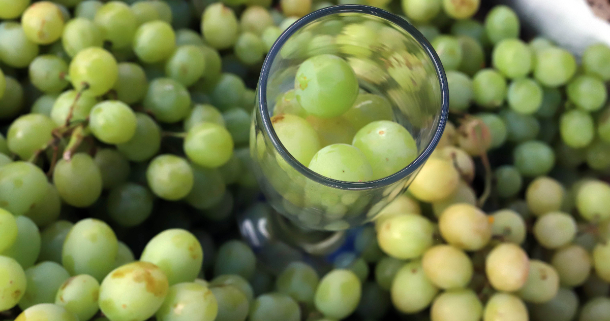 Modernización del Comercio Agrícola entre Chile y Brasil: Certificación Electrónica Impulsa Eficiencia y Seguridad