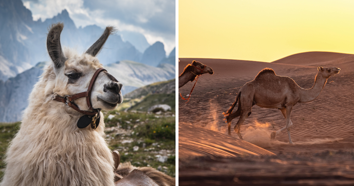 Nanobodies: La Revolución en el Tratamiento de Trastornos Cerebrales