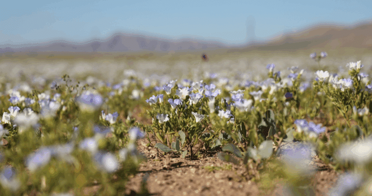 Protegiendo la Biodiversidad: Más Allá de la Priorización Apresurada