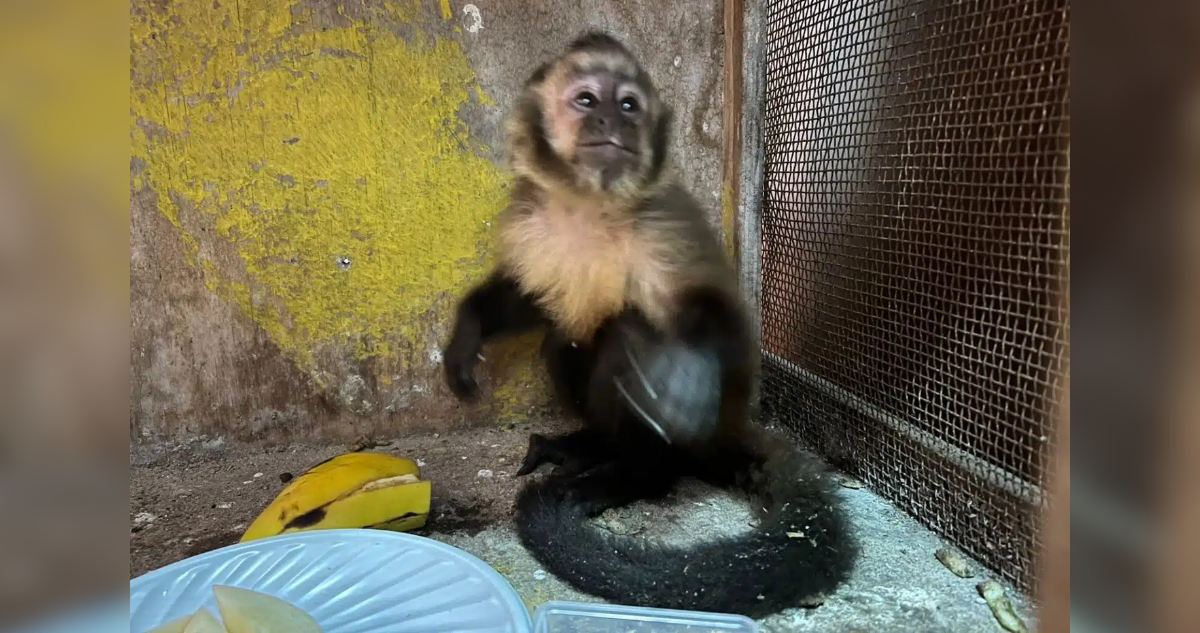 Rescatan a Mono Capuchino Cautivo: Operativo Policial Revela Tráfico Ilegal de Especies Protegidas