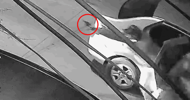 Trabajador Víctima de Brutal Asalto en Conchalí: 16 Puntos en la Cabeza