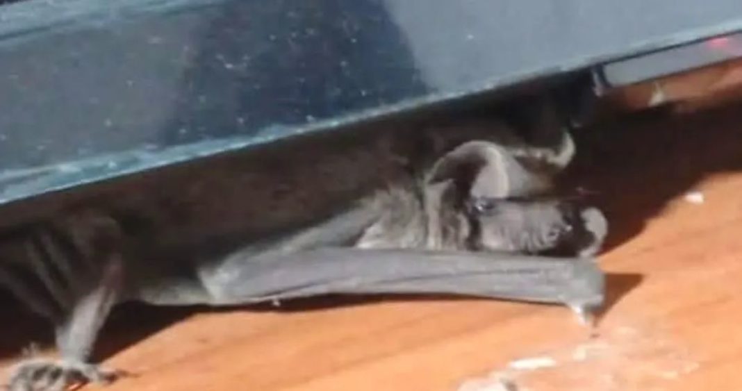 Vecinos de Las Compañías Enfrentan Plaga de Murciélagos: Autoridades Deben Actuar