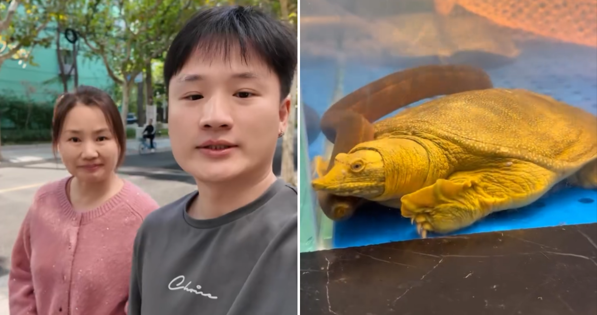 Yuhui Comparte su Herencia Culinaria: Cuando la Tortuga es Más que una Mascota