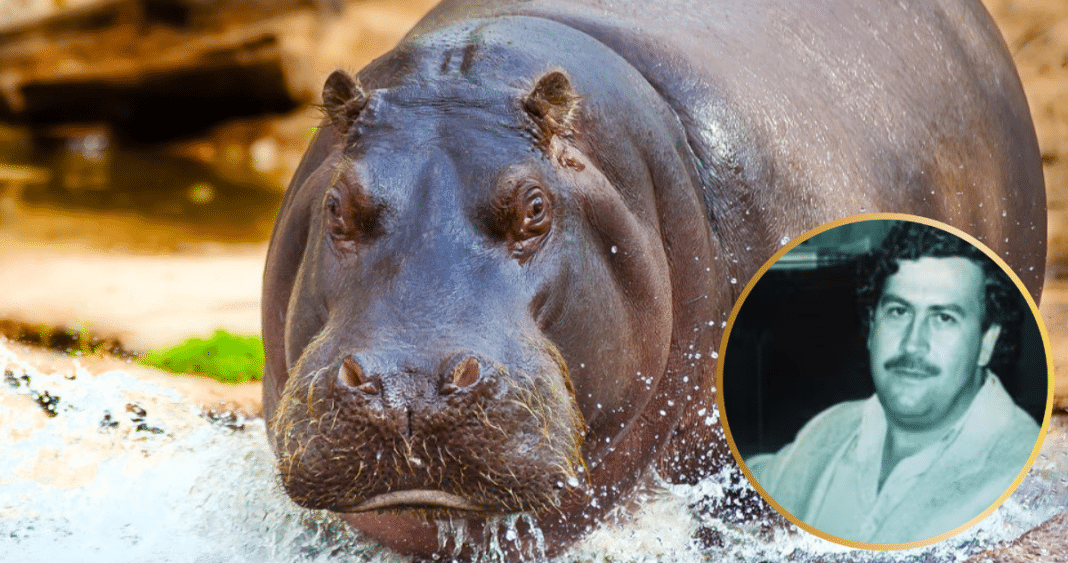 La Controvertida Decisión de Colombia: Sacrificar a los Hipopótamos de Pablo Escobar