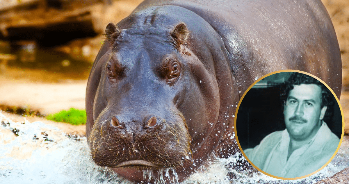 ._temp_La Controvertida Decisión de Colombia Sacrificar a los Hipopótamos de Pablo Escobar La Controvertida Decisión de Colombia: Sacrificar a los Hipopótamos de Pablo Escobar